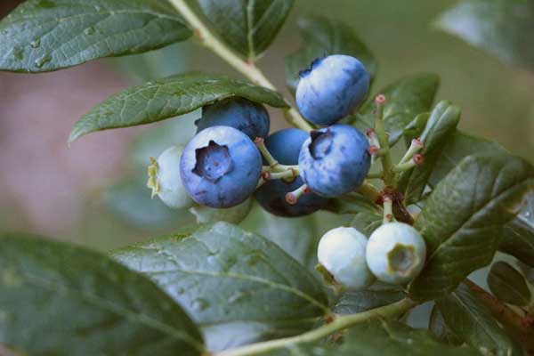 Blueberry Picking Blue Ridge Mountains