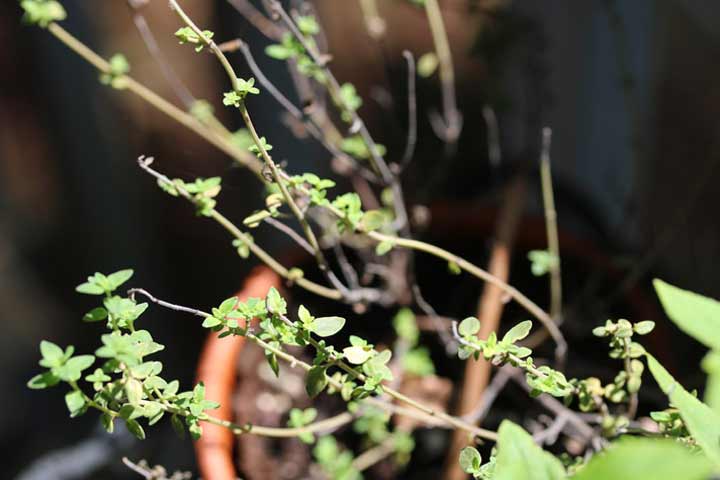 Fresh thyme in the garden