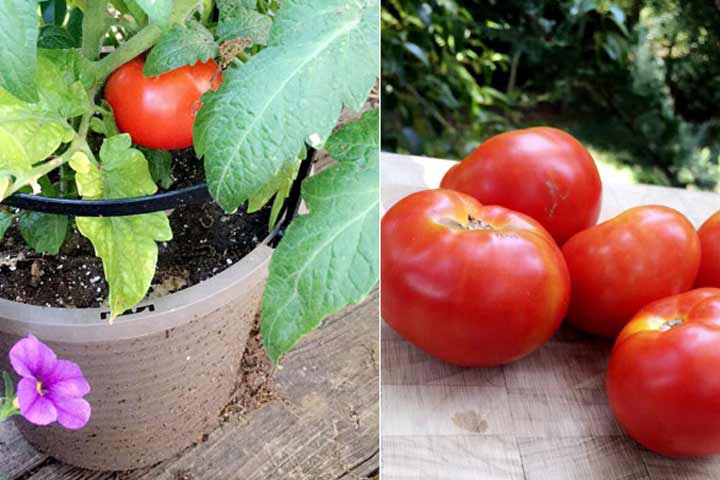 my garden tomatoes