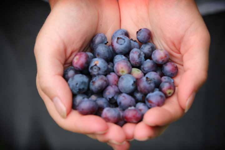 handful of Carra's blueberries